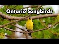 Common Ontario Backyard Songbirds - Bird Calls, Songs and Sounds and Chirps - Bird Video Collection