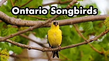 Common Ontario Backyard Songbirds - Bird Calls, Songs and Sounds and Chirps - Bird Video Collection