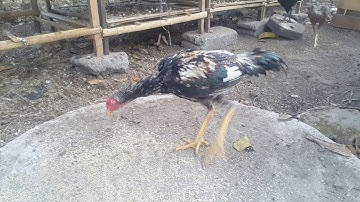 qaib phab mab or qaib pama from cianjur west of java indonesia | qaib thaib & qaib hmoob #shorts