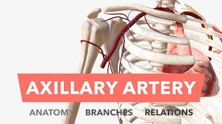 Axillary Artery - Anatomy, Branches & Relations by About Medicine 61,201 views 3 years ago 6 minutes, 3 seconds