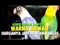 DENGER HARGA BURUNG LOVEBIRD NYA SERASA BIKIN PENGEN NANGIS