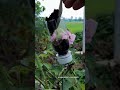 Grow a New Rose Without Cutting #Shorts #RosePropagation #Gardening