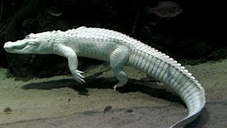 Rare albino alligator getting cleaned in california academy of
sciences
