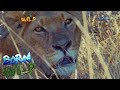 Born to be Wild: Lioness in Ol Pejeta Conservancy