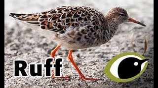 BTO Bird ID - Ruff