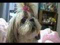 cachorro falando mamãe??dog speaking!! mom