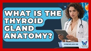 What Is The Thyroid Gland Anatomy? - Thyroid Wellness Hub