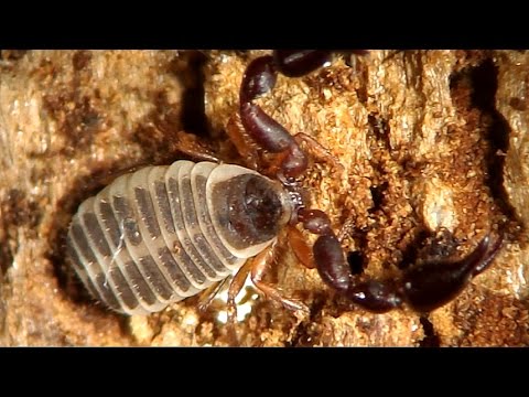 Hand-acrobatic abilities of a Pseudoscorpion from Western Siberia