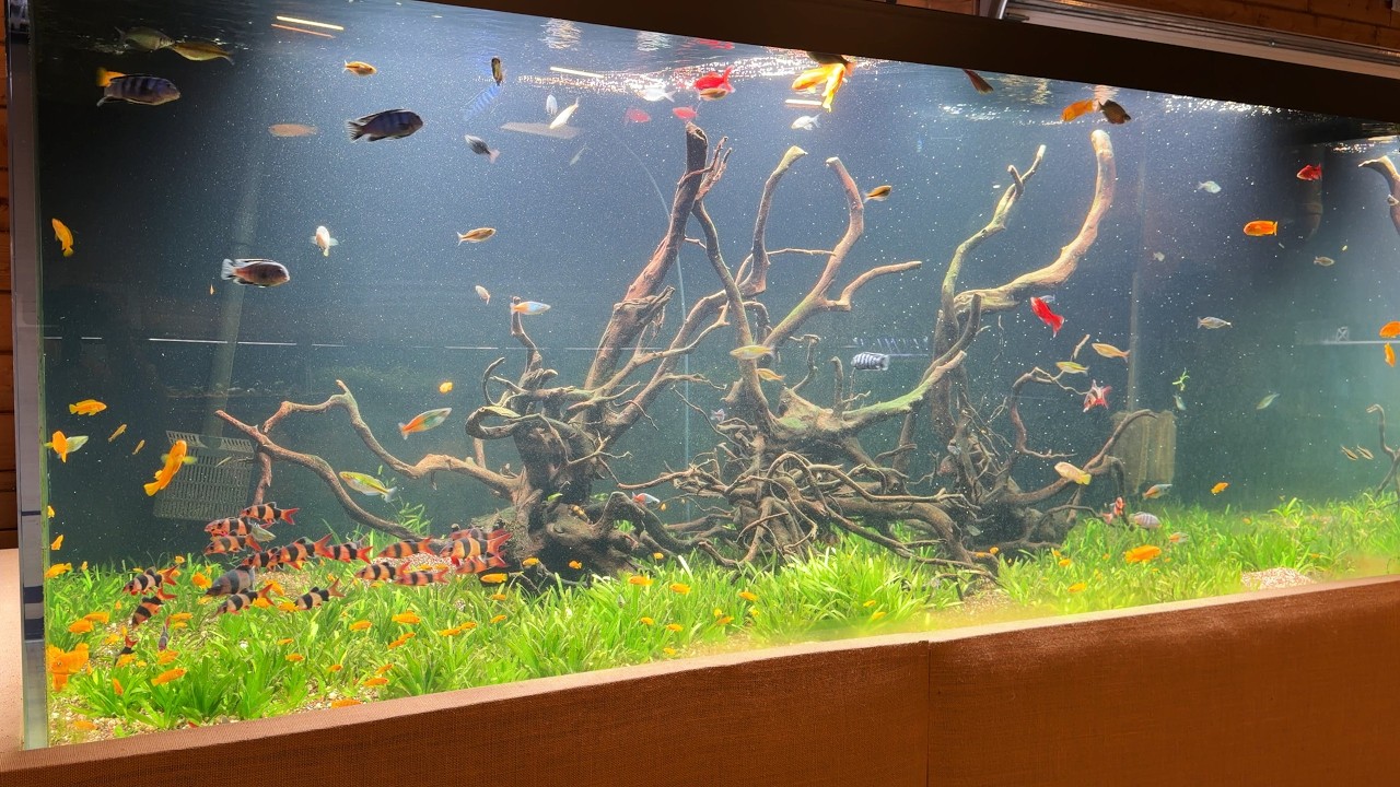 800 Gallon Aquarium is getting better - Fish Room update
