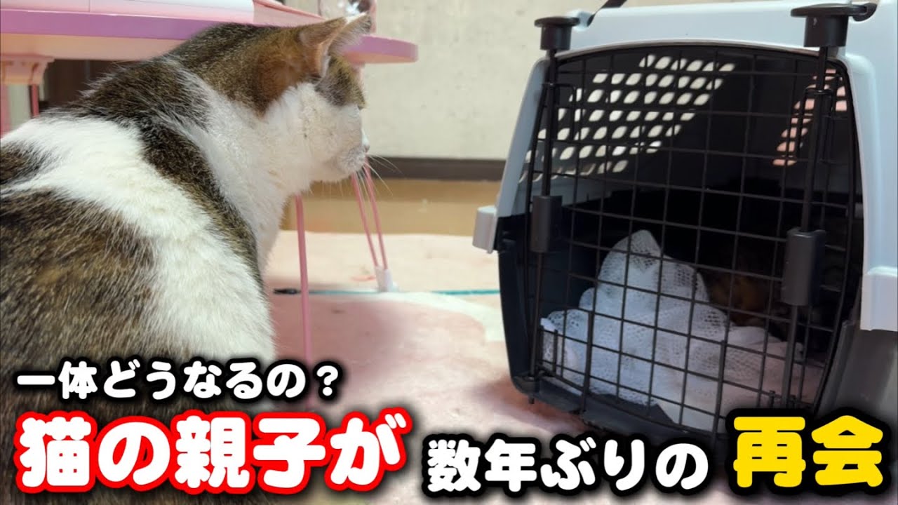 A mother cat and her kittens reunite after several years, only to