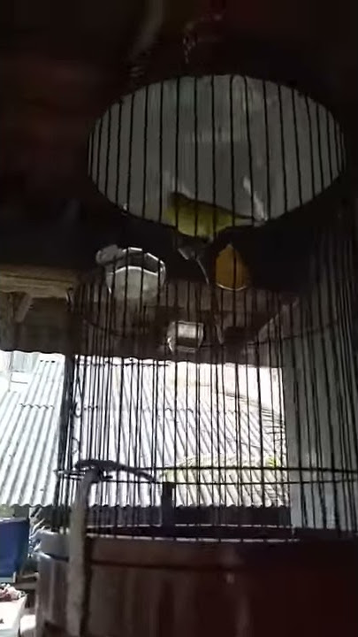 Pleci tembakan pedessss