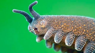 Velvet Worm (Onychophora) #shorts