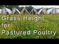 Grass Height for Pastured Poultry