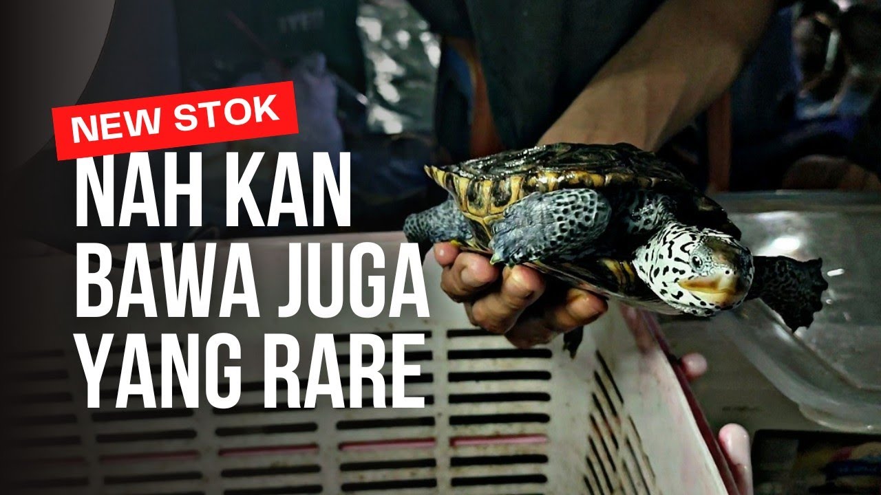 NAH KAN DIBAWA JUGA YANG SPESIAL || UPDATE HARGA REPTIL DI PASAR IKAN HIAS JATINEGARA