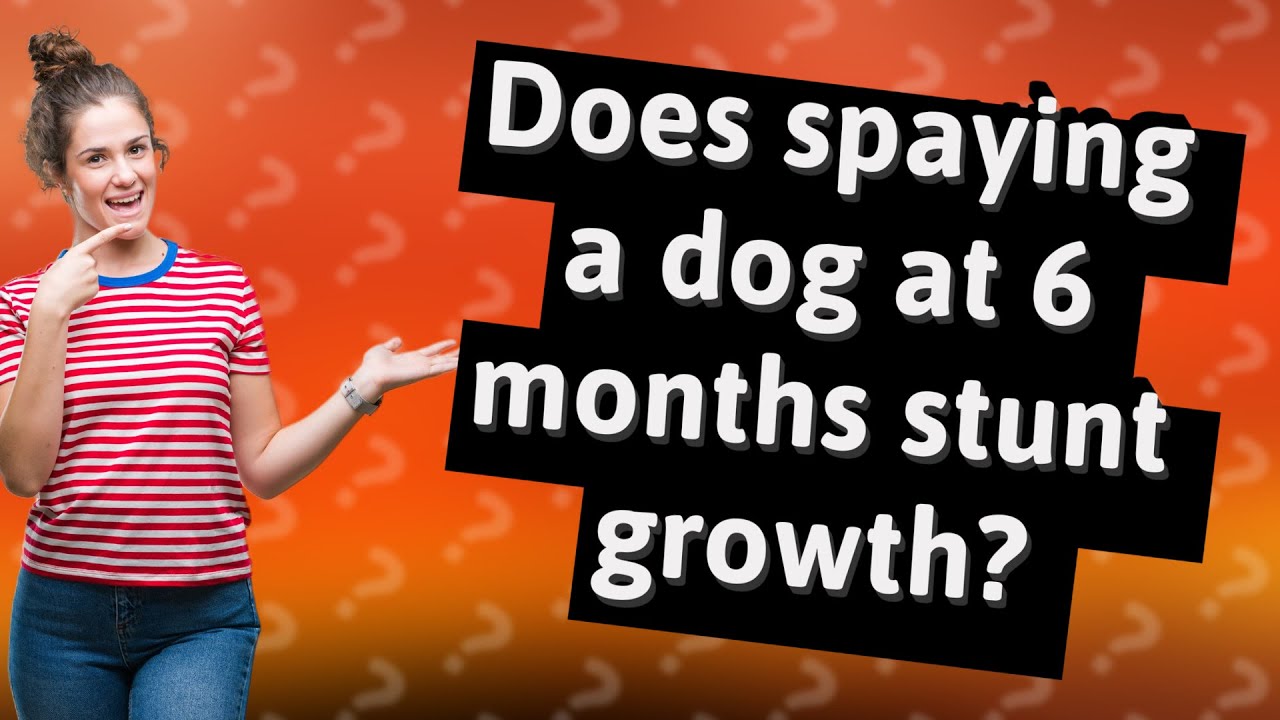 Does spaying a dog at 6 months stunt growth? YouTube