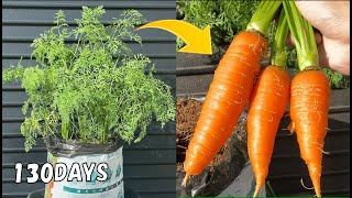 袋栽培でも大きなニンジンがたくさん育ちます! | How to grow lots of carrots in a plastic bag