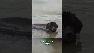 Discover Why Newfoundlands Are the Ultimate Loyal Companions