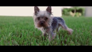 canon eos 5d mark iv 5d4 5dmk4 test 1080p60 to 24p slow motion