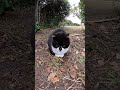 モコモコな子猫