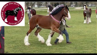SENIOR GELDINGS! National Shire Horse Show in ENGLAND! (Episode 1) Apollo The Shire
