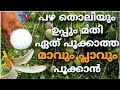         mavu pookan malayalam  how to increase mango growth