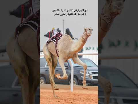 اكسبلور الهجن نجران الان  اكسبلور هجن نجران البل السعودية تصويري