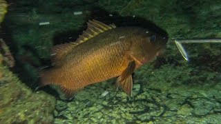 NIGHT SPEARFISHING PHILIPPINES || STONED RED SNAPPER! || SPEARFISHING PHILIPPINES!