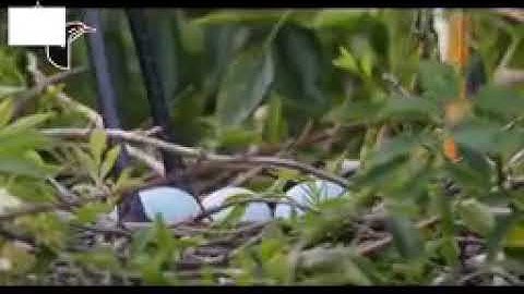 تلاوة هادئة جدا تريح النفس   الشيخ إدريس أبكر