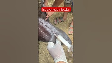 Intravenous injection l dr Umar Khan