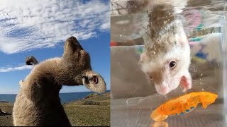 Cute Animals With Funny And Cute Moments Awesome Compilation 😍 by INDIE VIRAL CONTENT 37 views 3 years ago 6 minutes, 58 seconds