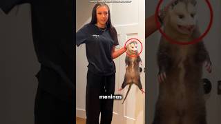 Ela PEGOU um Gambá! #curiosidades #incrivel #animal