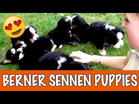 Video: Hoe De Berner Sennenhond Te Voeren