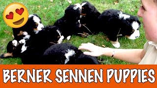 Berner Sennen puppies! | DierenpraatTV