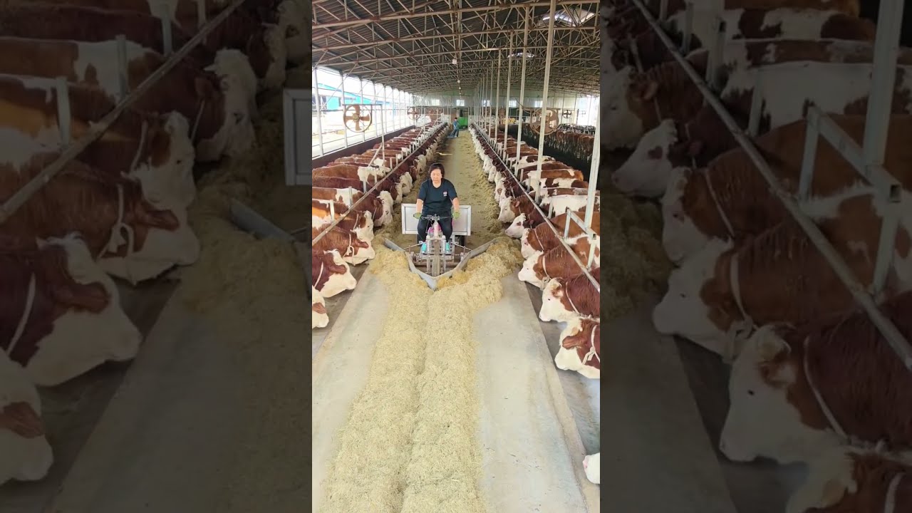  Farming Satisfying Shortvideo Shorts Naturalife Naturalrurallife Ruralliving