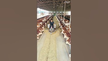 #farming #satisfying #shortvideo #shorts #naturalife #naturalrurallife #naturalrurallife#ruralliving