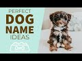 How to choose the perfect dog name