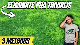 3 Ways to DESTROY Poa Trivialis in Your Lawn