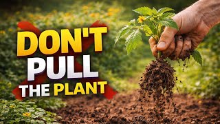 Relationship Selling Explained: Why Sales Is Like Gardening @TheSuccessLensOfficial 