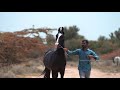 Marwari horse ii colt sichan ii rajasthan ii mann horse photography