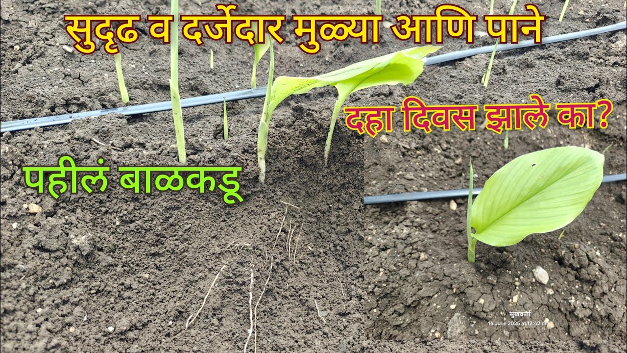 हळद नियोजन दहा दिवसा नंतर चे #हळद #farming #agriculture