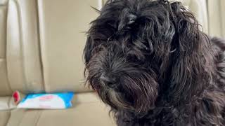 Yorkie Poo Puppy Before and After Haircut Video... #dog #puppy #animal #pet