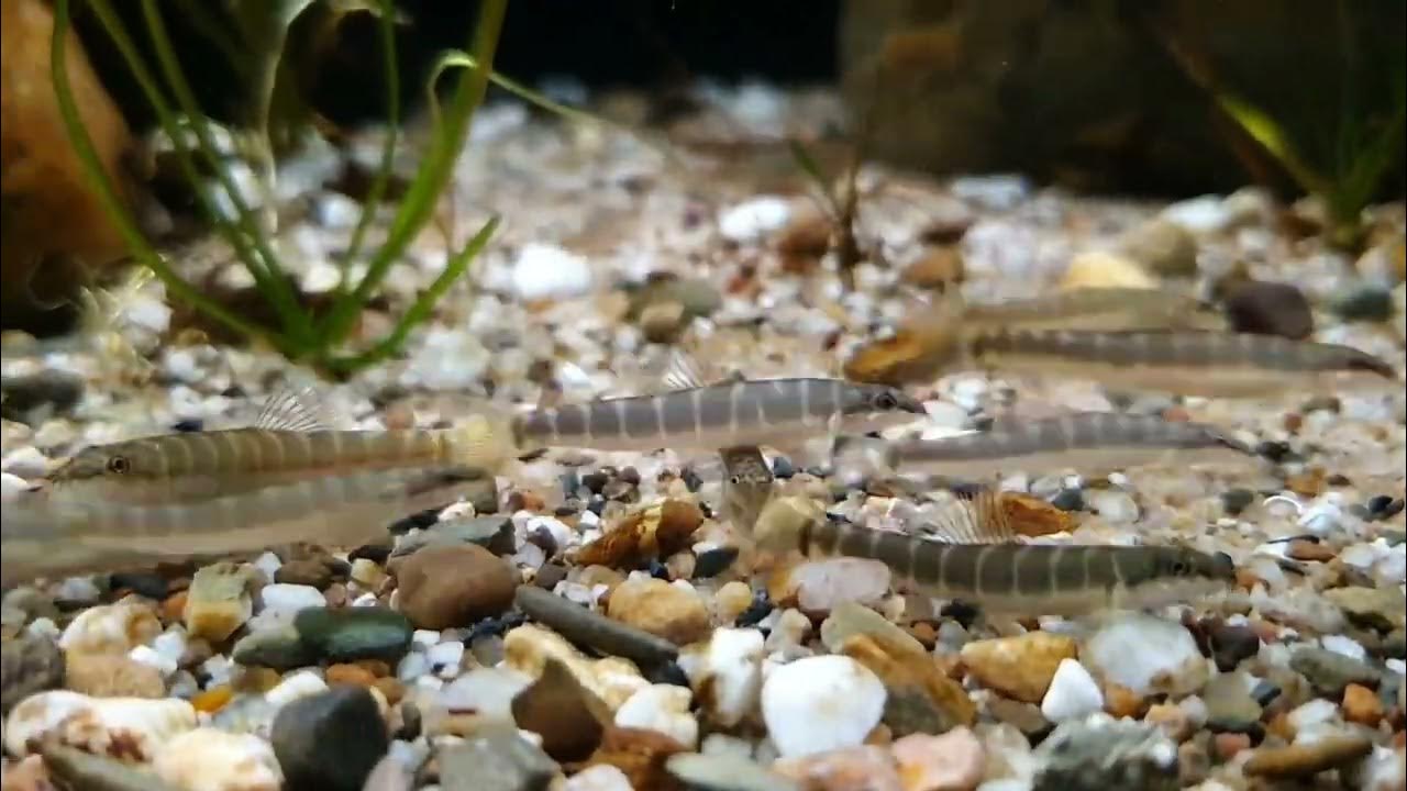 Schistura savona (wild) bij Aquarium Speciaalzaak Utaka YouTube