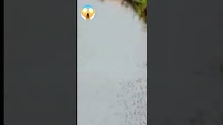 Crocodile Attacks And Drowns Zebra