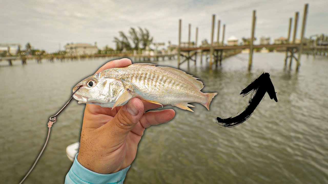 MONSTER FISH DESTROY LIVE CROAKERS UNDER DOCKS! (Best Day of My