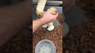 Big clutch from our Clown Ball Python female! 🐍🥚