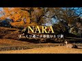 奈良ひとり旅🦌1泊2日で日本の古都をゆるりと楽しむ😌