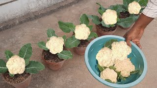 how to grow cauliflower in pots | cauliflower growing at home | cauliflower growing tips