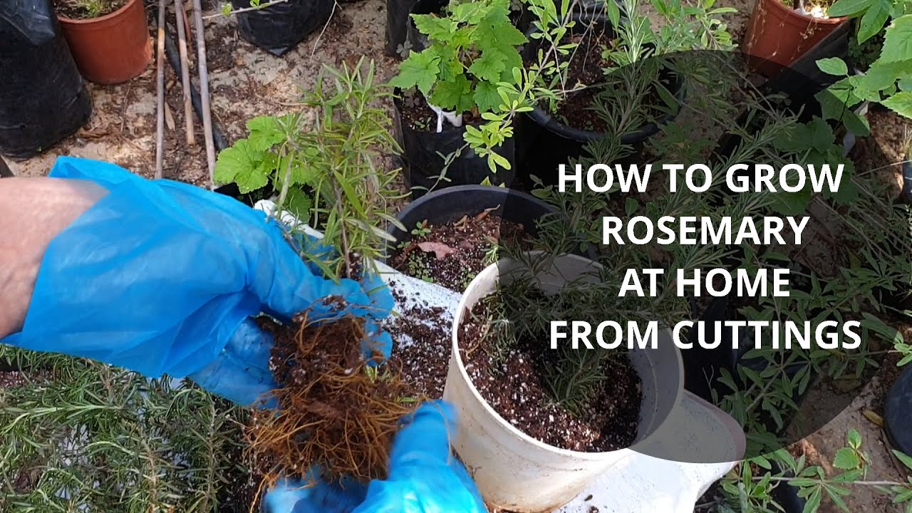 How to Grow Rosemary from Cuttings at Home YouTube