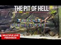 Piranha feeding | Frogs are on the menu (Warning! Graphic content)