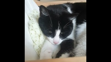 Tuxedo cat takes a nap